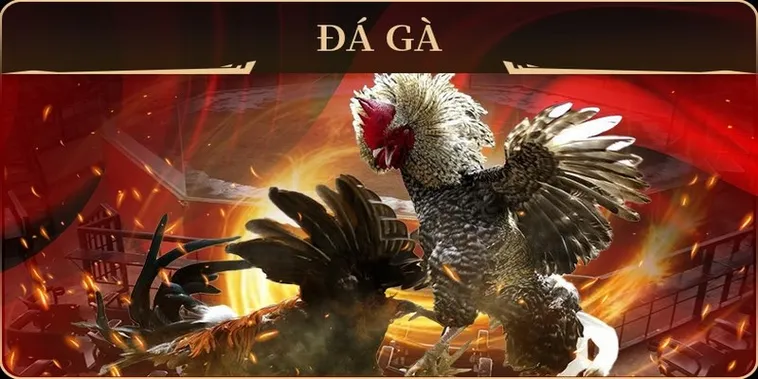 Làm Chủ Đấu Trường Đá Gà GA28 Tại 79King Để Thắng Lớn Mỗi Ngày