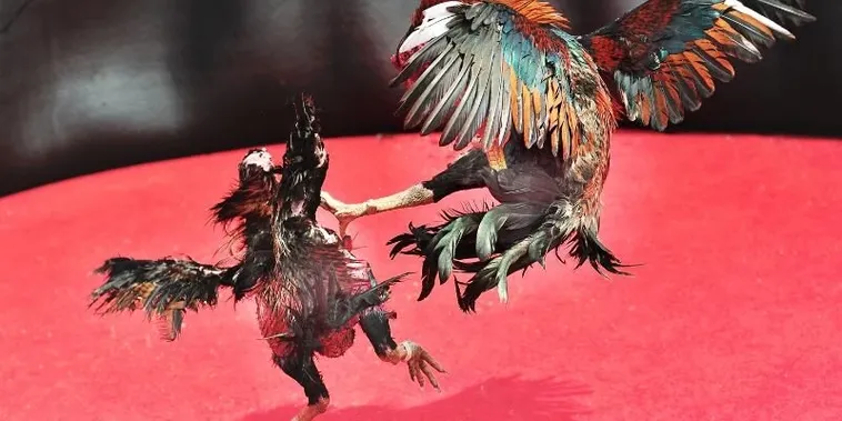 Chiến Thuật Bất Bại Khi Chơi Đá Gà Sabong Tại 79King