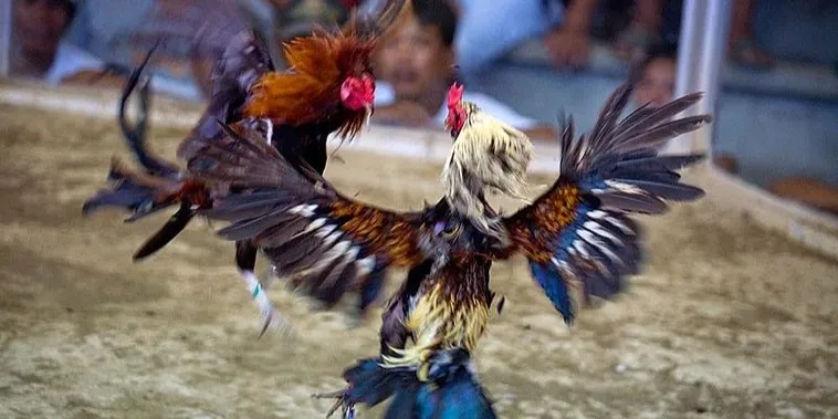 Chiến Thuật Bất Bại Khi Chơi Đá Gà Sabong Tại 79King